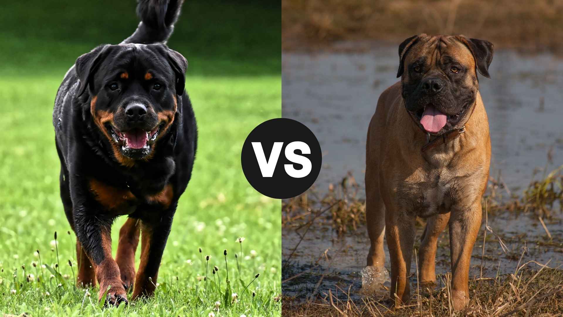 Rottweiler vs. Boerboel: A Thorough Comparison