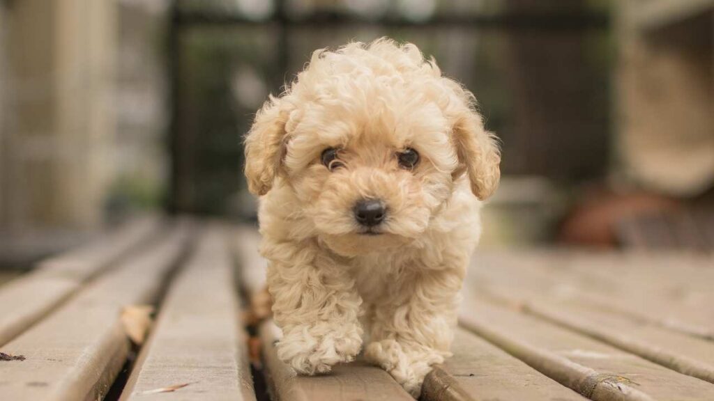 Shihpoo