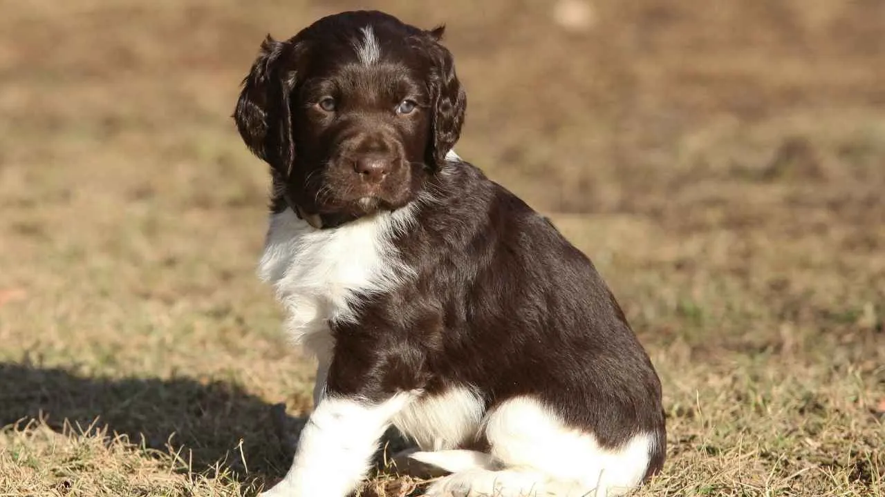 SMALL MUSTERLANDER