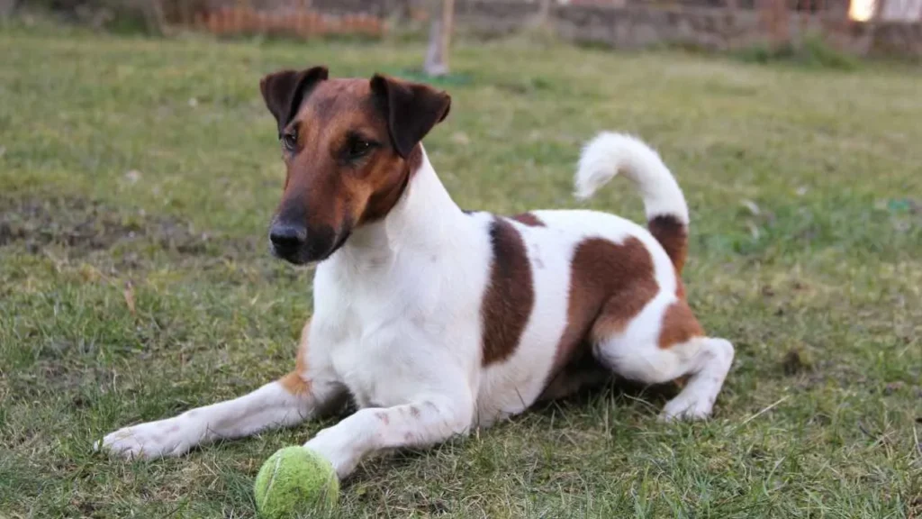 Smooth Fox Terrier