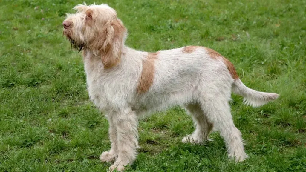 Spinone Italiano