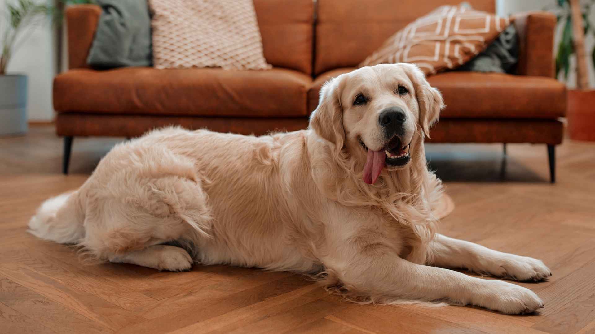 7 Best Calm Dog Breeds for Laid-Back Lifestyle