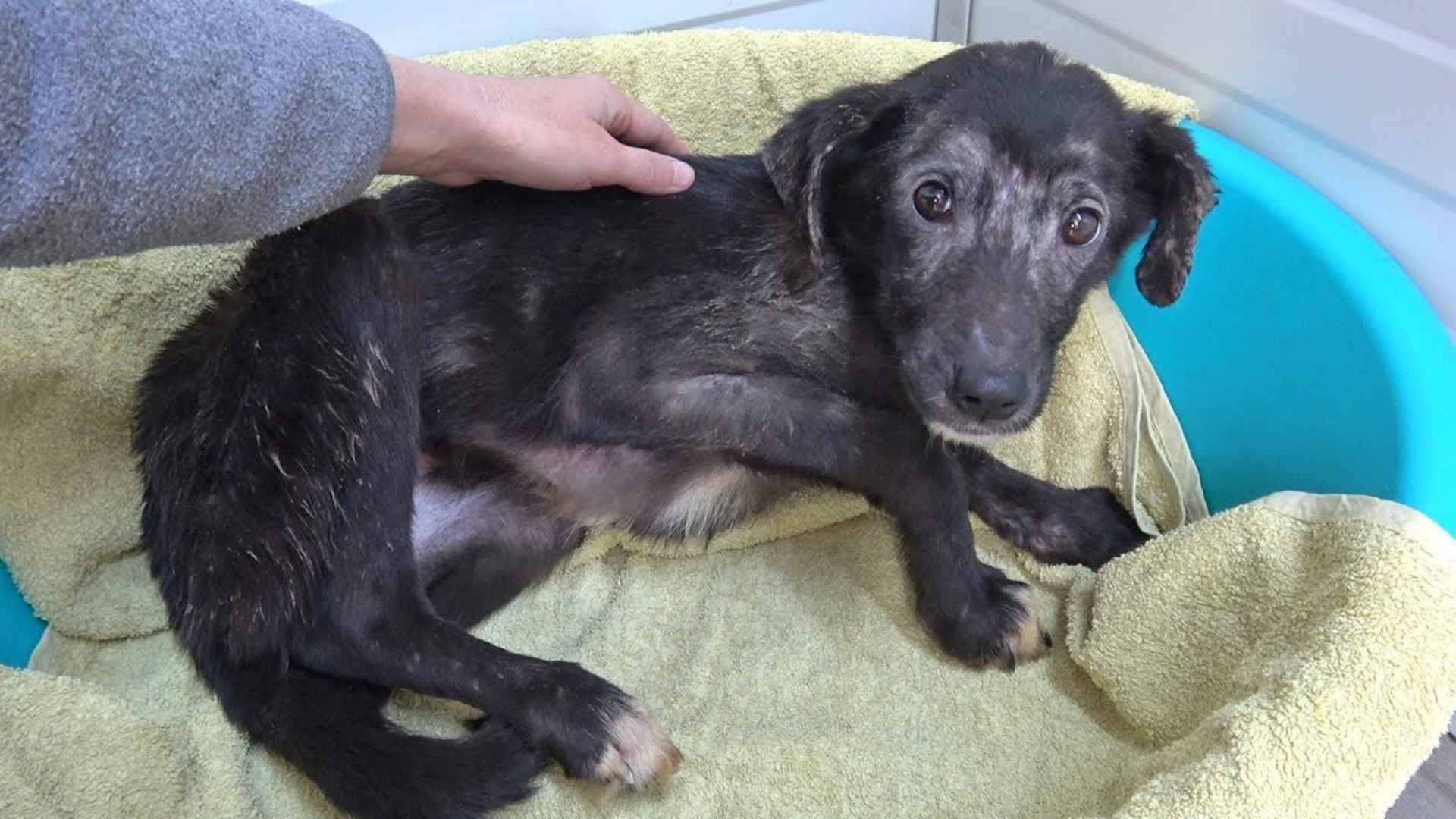 Terrified Dog Transforms After Rescue and Finds Love