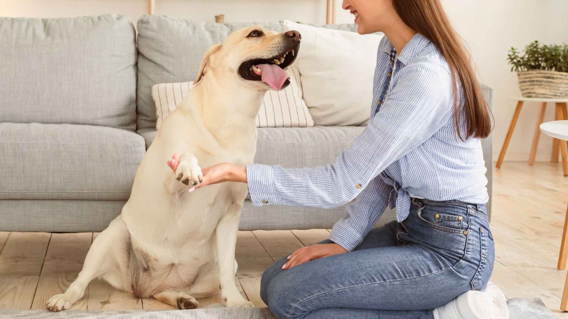 The 7 Most Empathetic Dog Breeds That Truly Feel Your Emotions