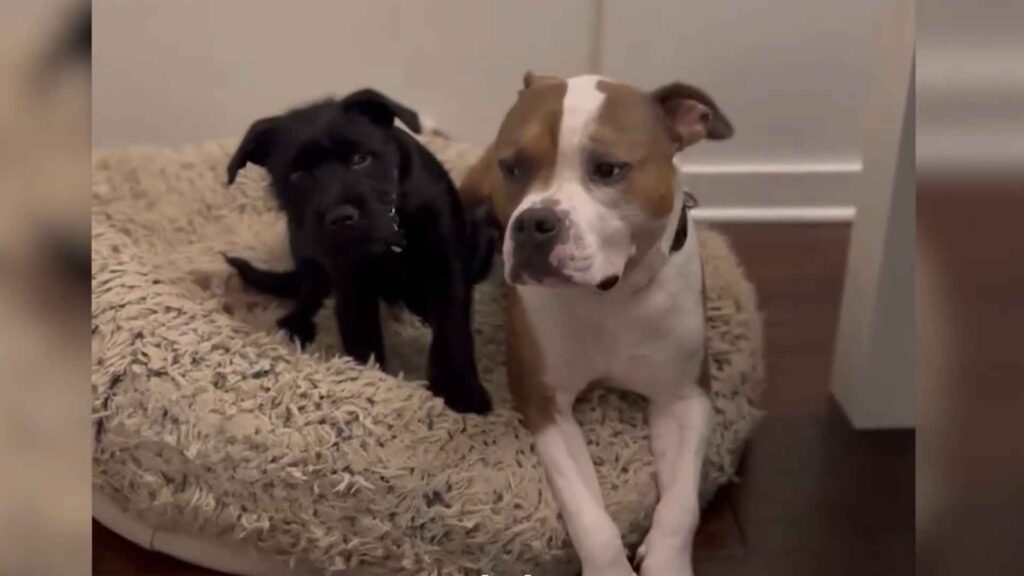 dog rescued story