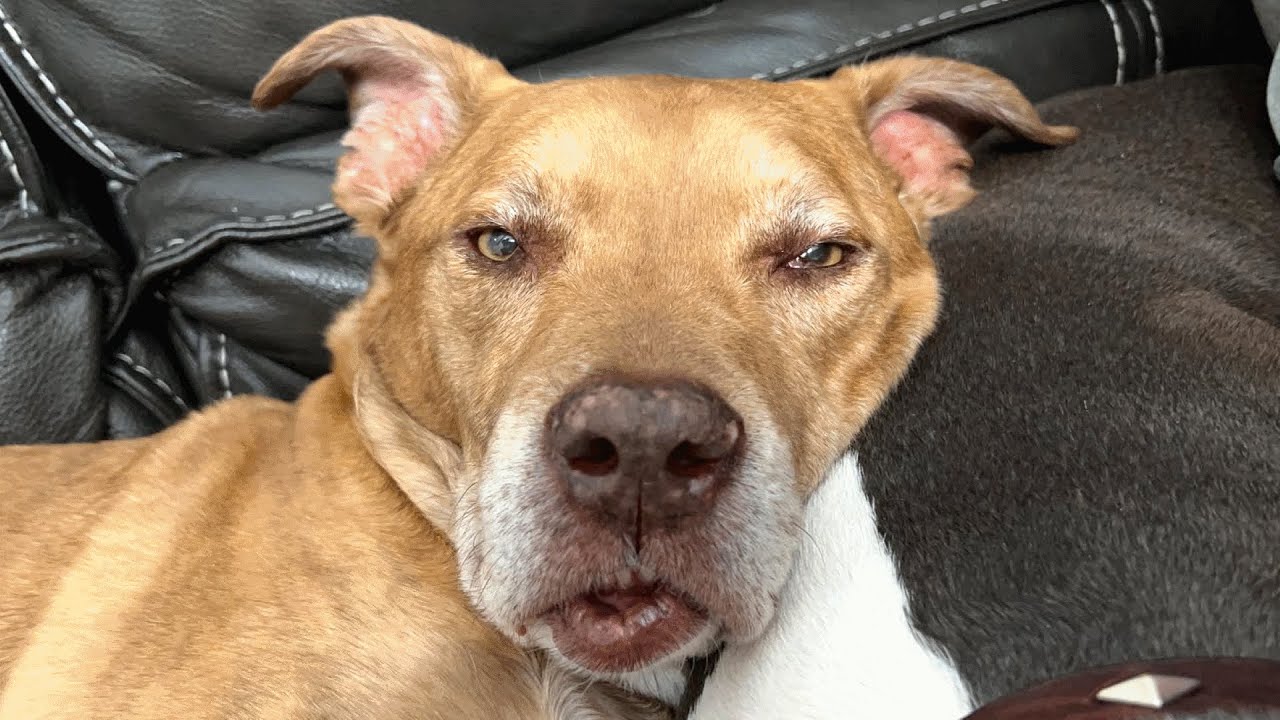 Leo: The Forgotten Dog Who Found His Voice and His Forever