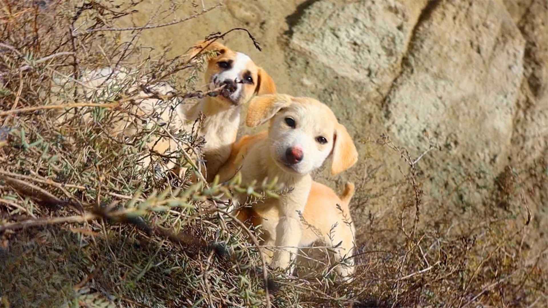 The Fourth Pup: Lost in the Sand, Found in Love