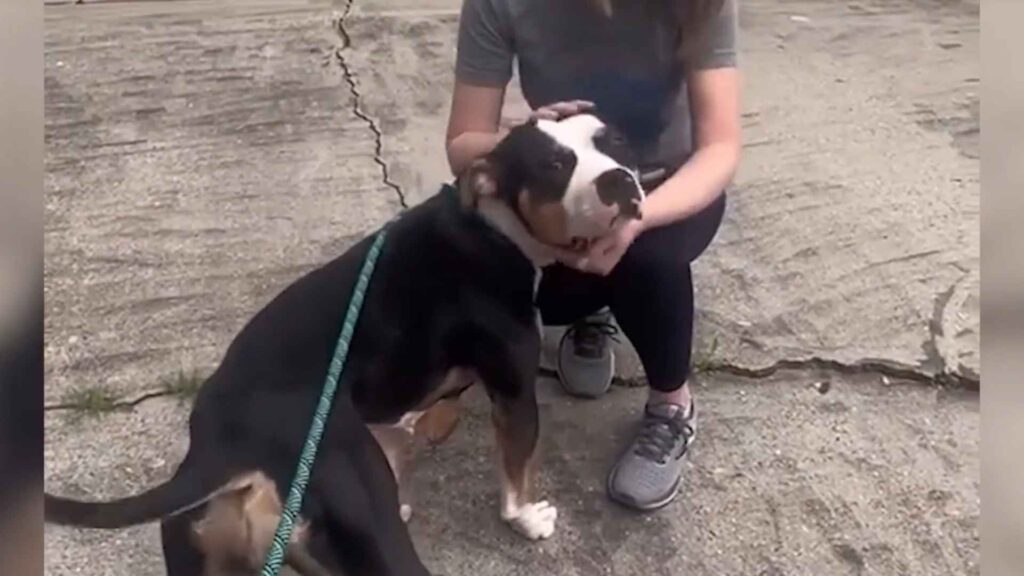 The Gentle Mama Who Finally Found Her Joy