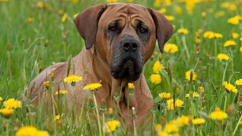 The Korean Mastiff