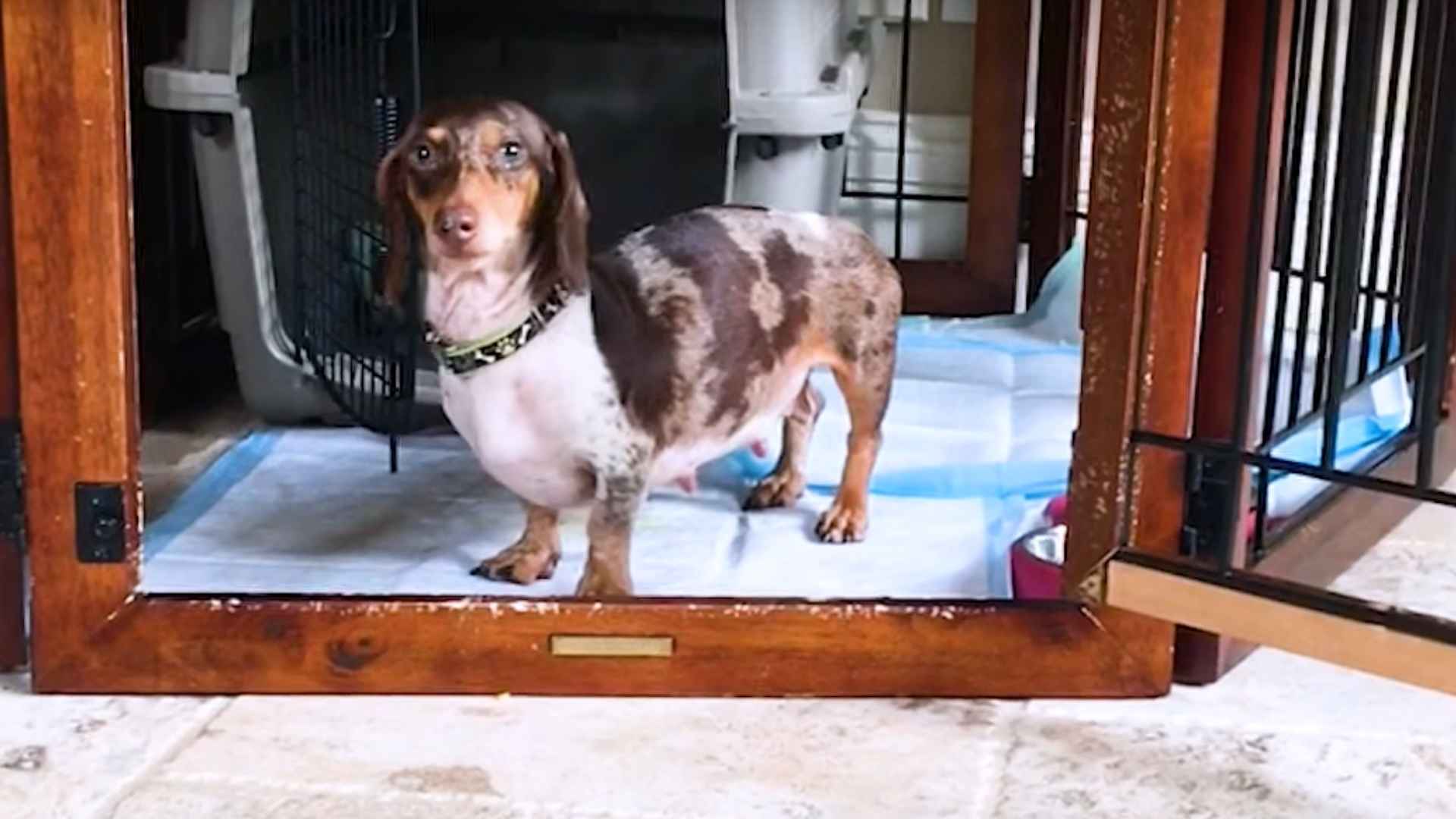 The Story of a Rescued Dachshund Mom