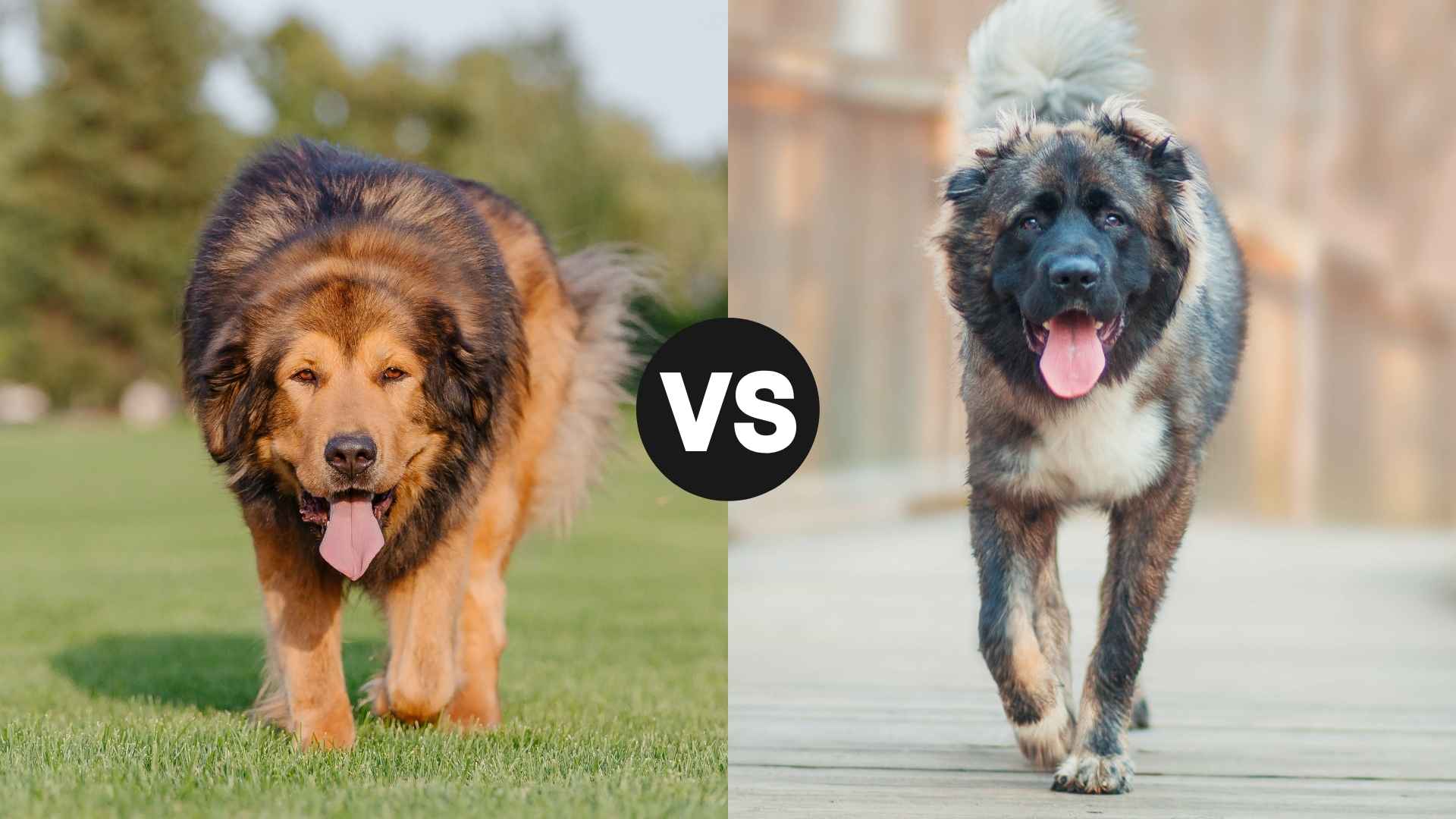 Tibetan Mastiff vs. Caucasian Shepherd: The Ultimate Breed Face-Off