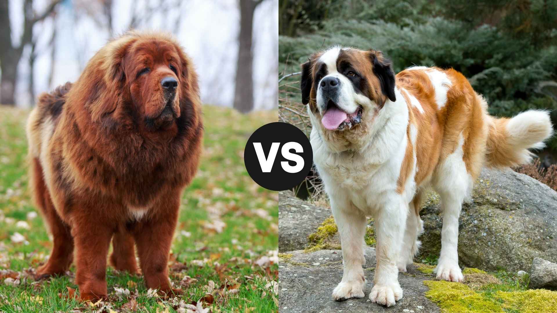 Tibetan Mastiff vs. Saint Bernard: Which Gentle Giant Is Right for You?