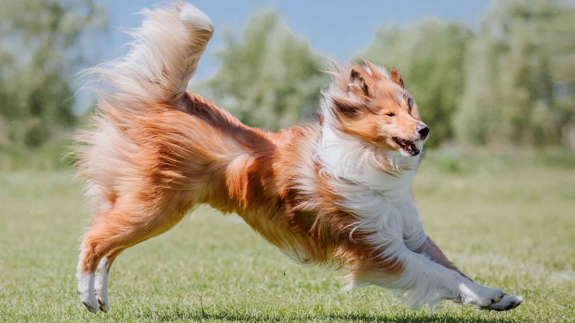 Top 10 Extremely Energetic Dog Breeds That Need Constant Action