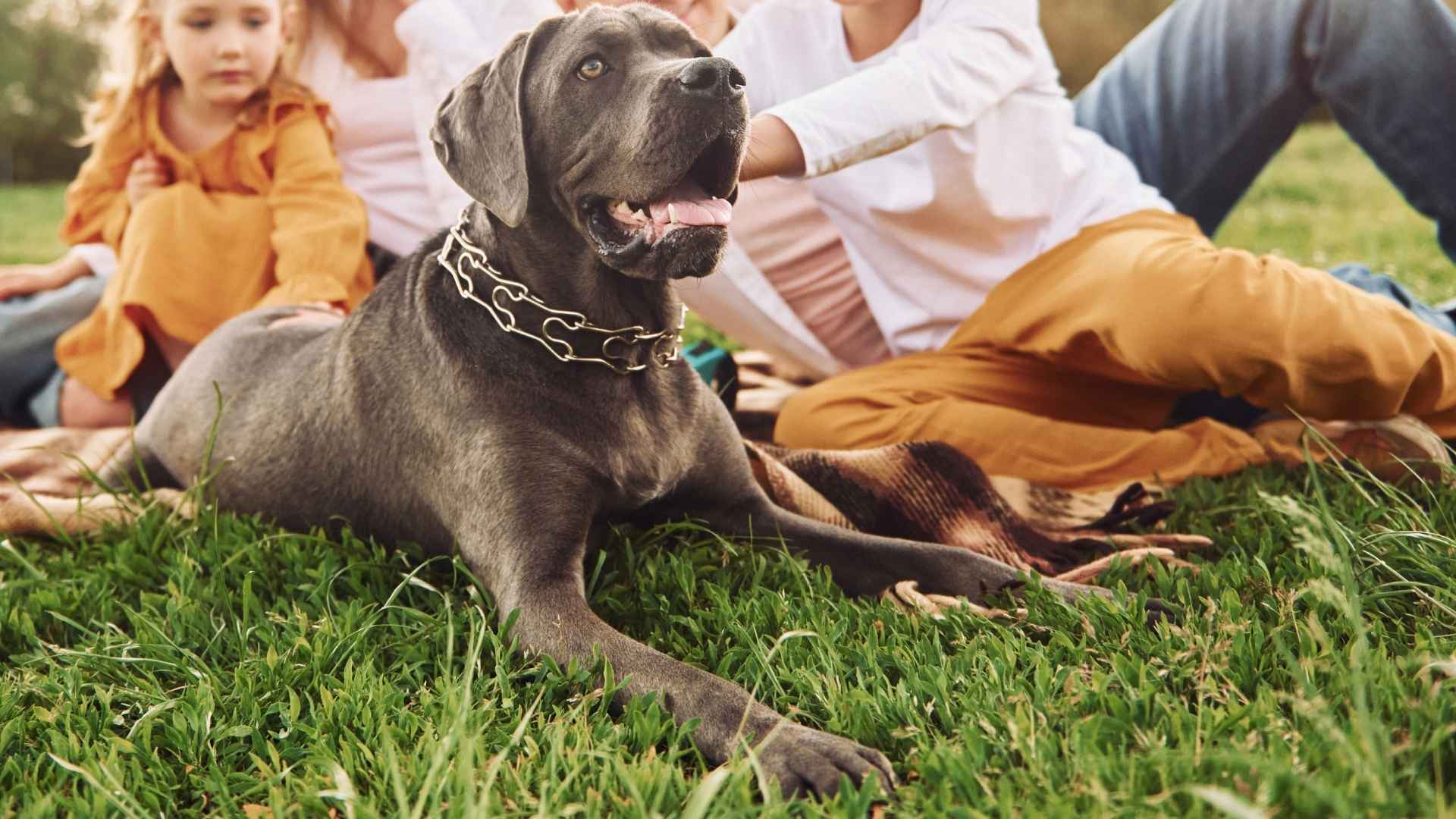 Top 10 Family Guard Dog Breeds that Never Leave Your Side