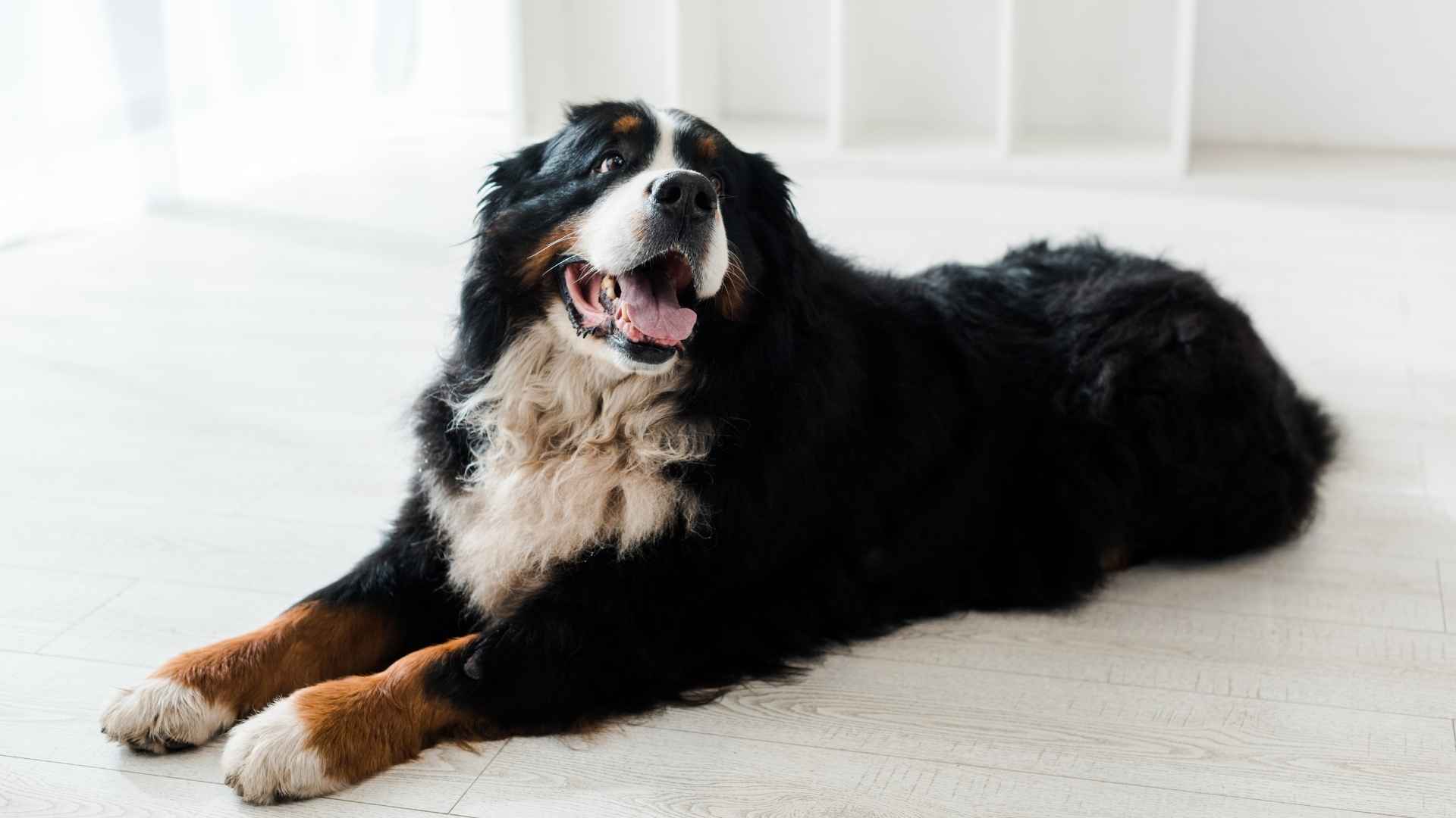 Top 10 Giant-Sized Dog Breeds That Will Fill Your Heart and Home
