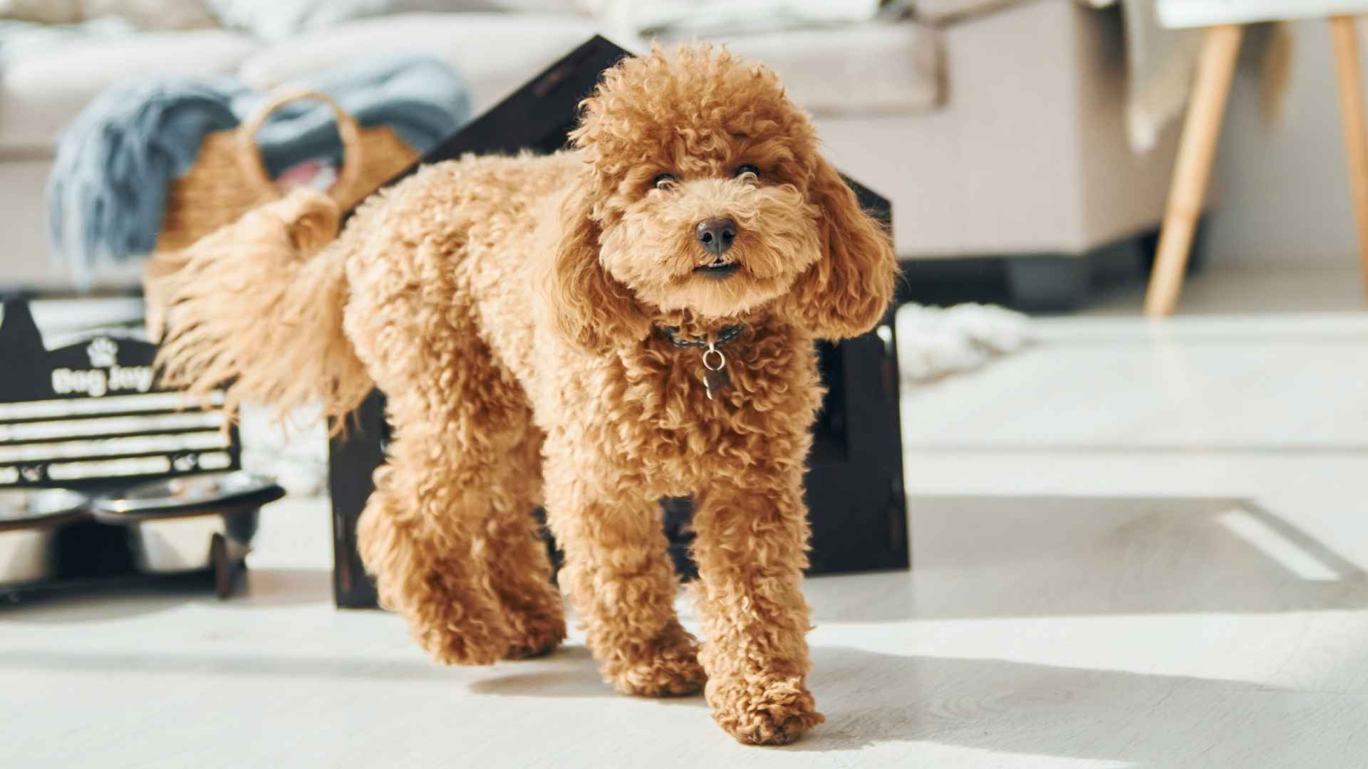 Top 7 Active Low-Shedding Dog Breeds That Won’t Cover Your Couch in Fur