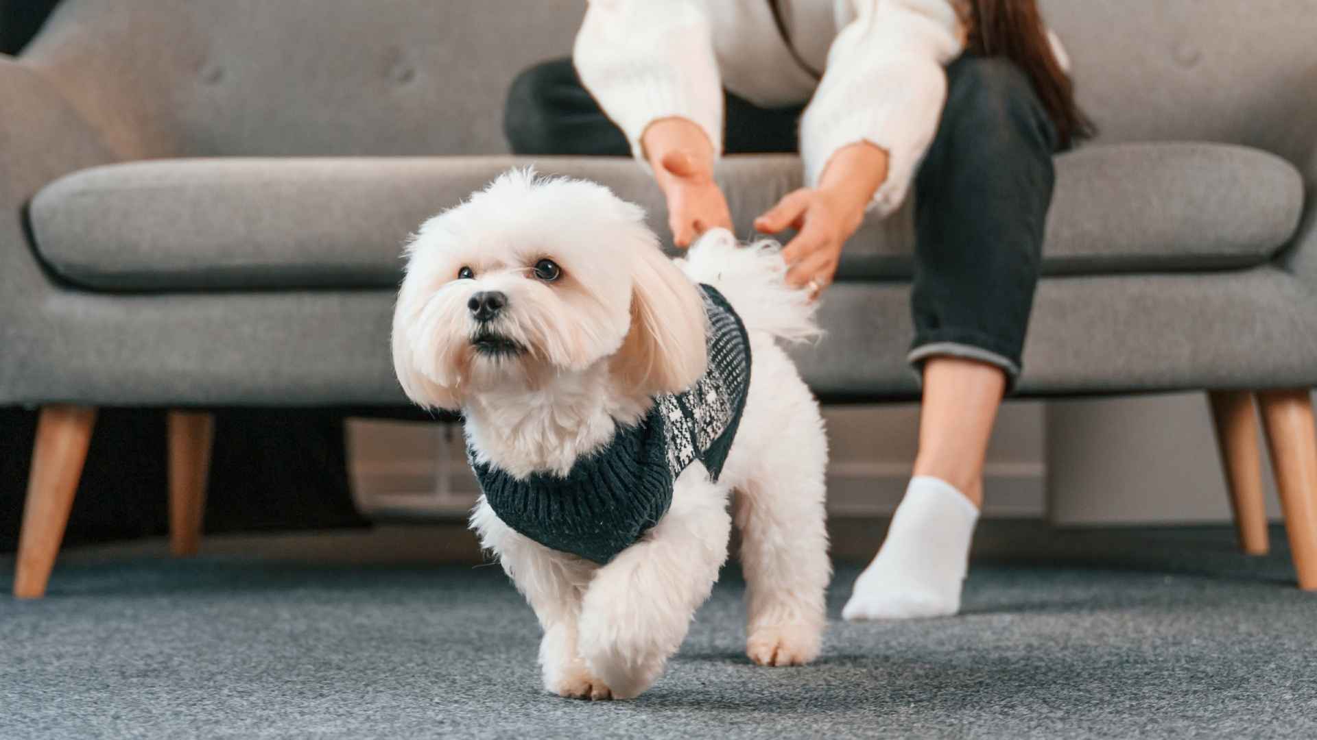 Top 7 Active Small Toy Dog Breeds That Love to Play and Look Cute