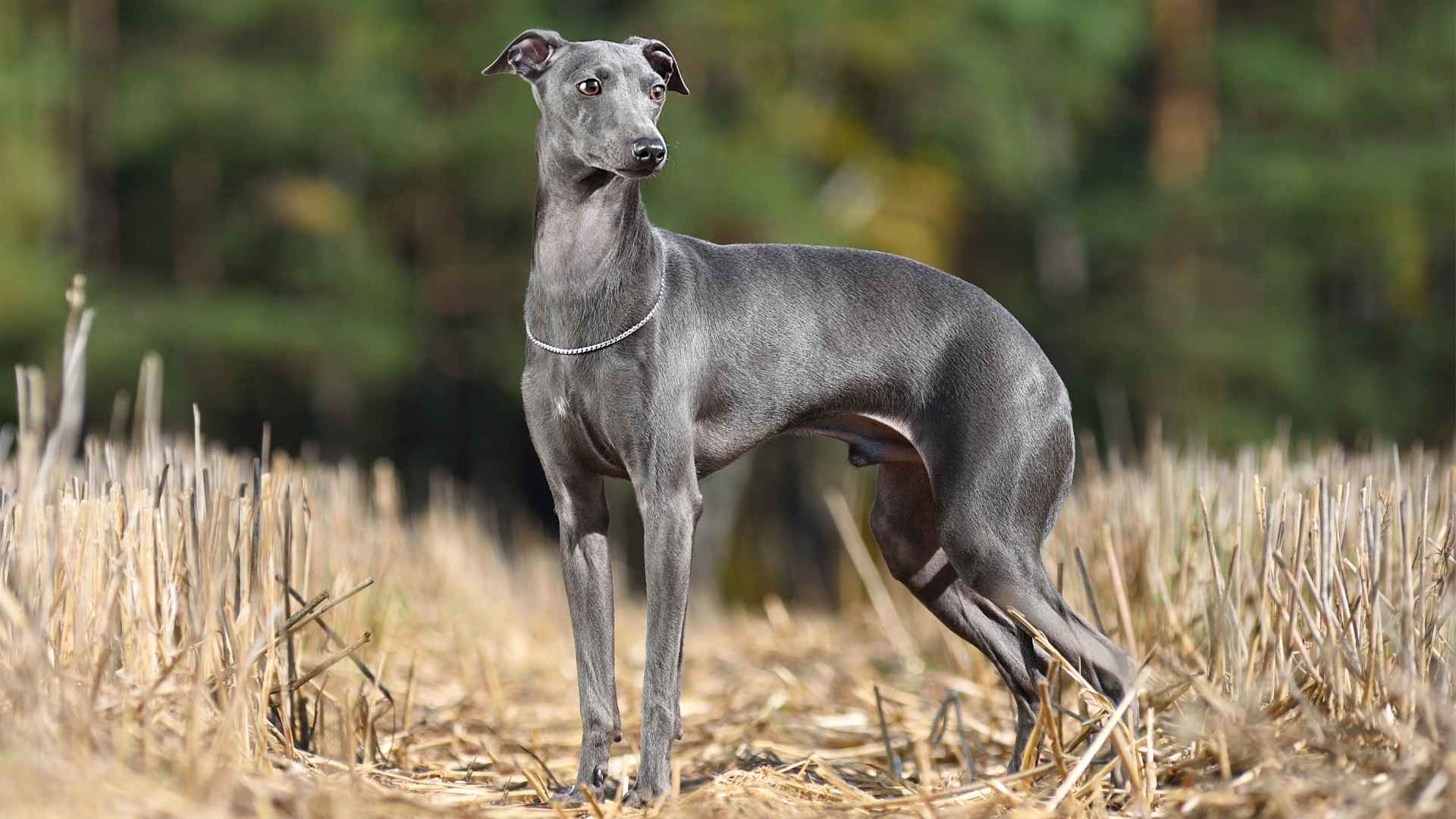 Top 7 Agile Hypoallergenic Dog Breeds for Active Owners