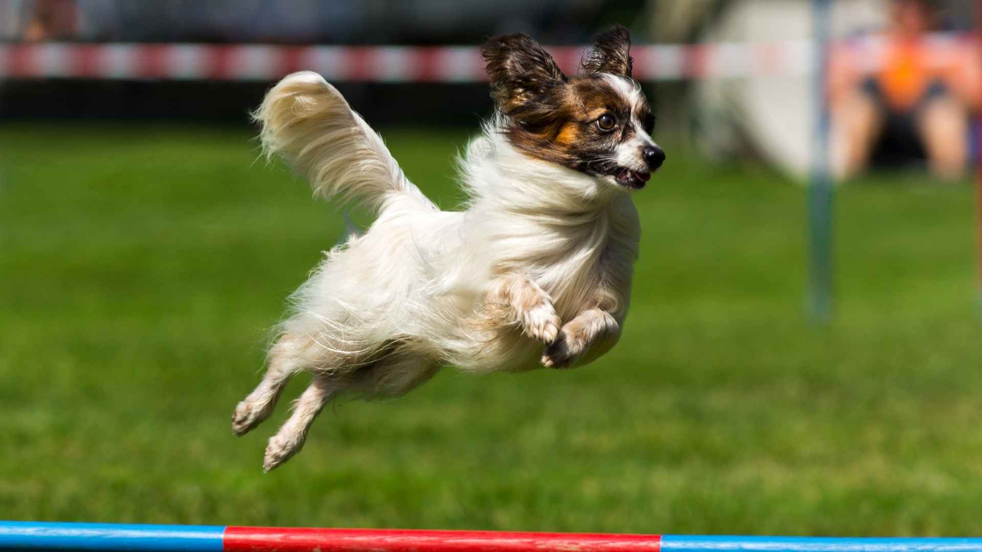Top 7 Agile Puppy Breeds That Will Keep You on Your Toes