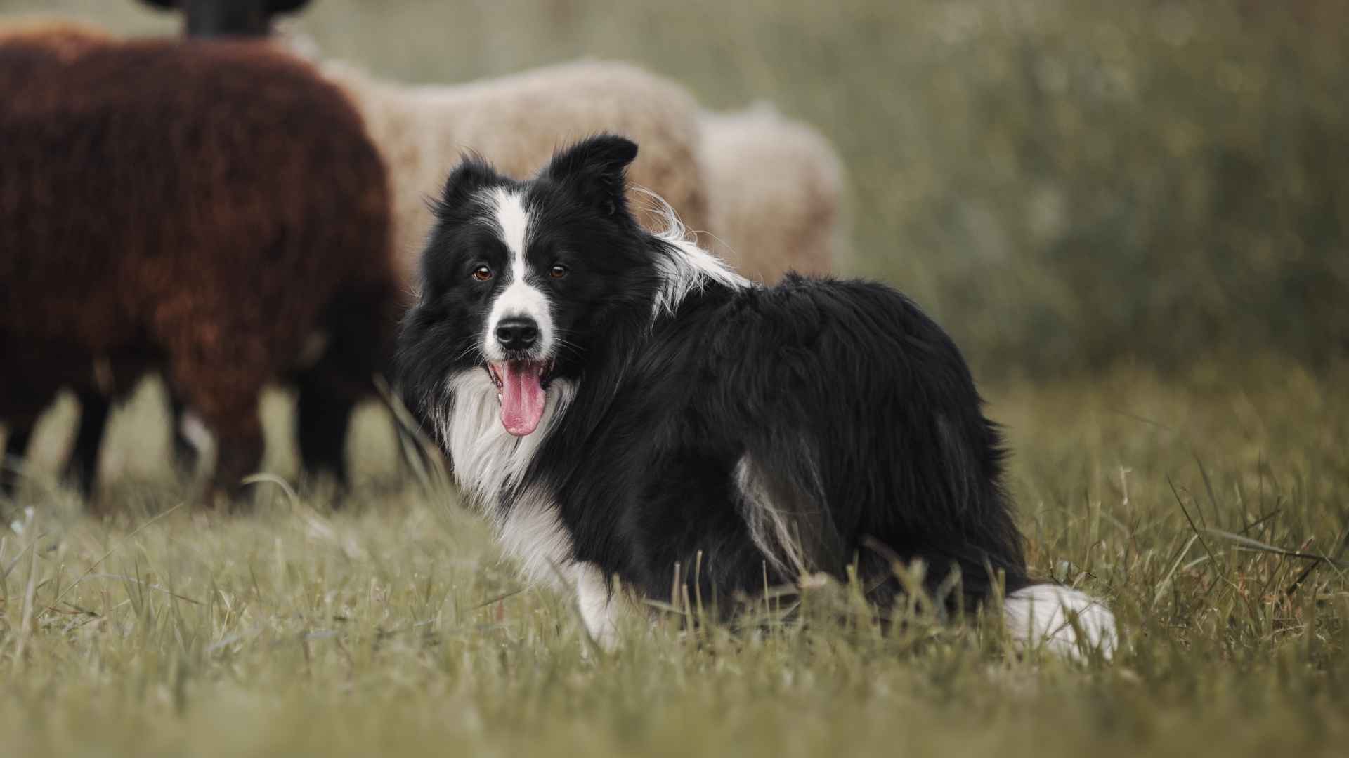 Top 7 Alert Working Dog Breeds You Can Rely On