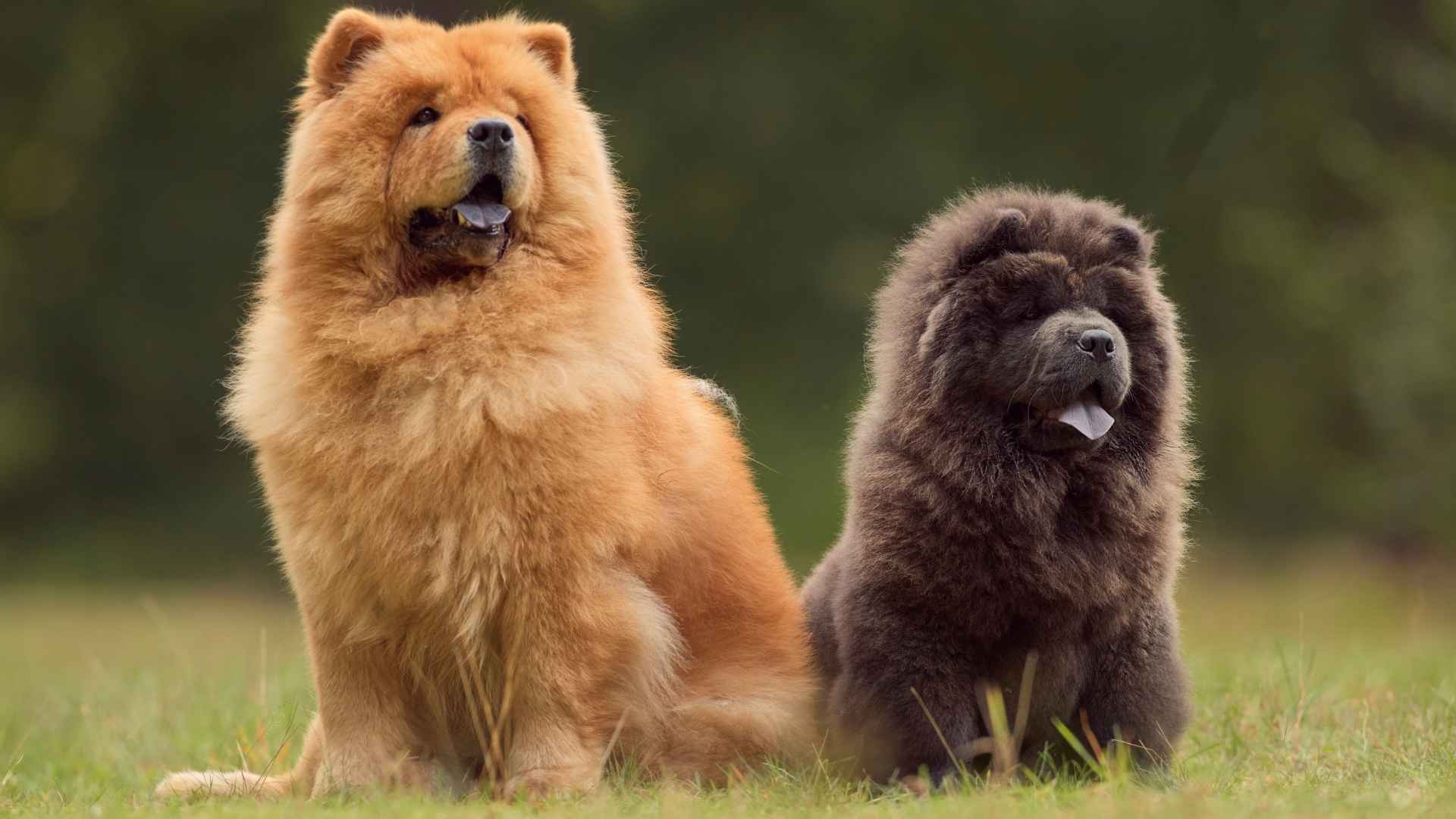 Top 7 Ancient Dog Breeds That Date Back Thousands of Years