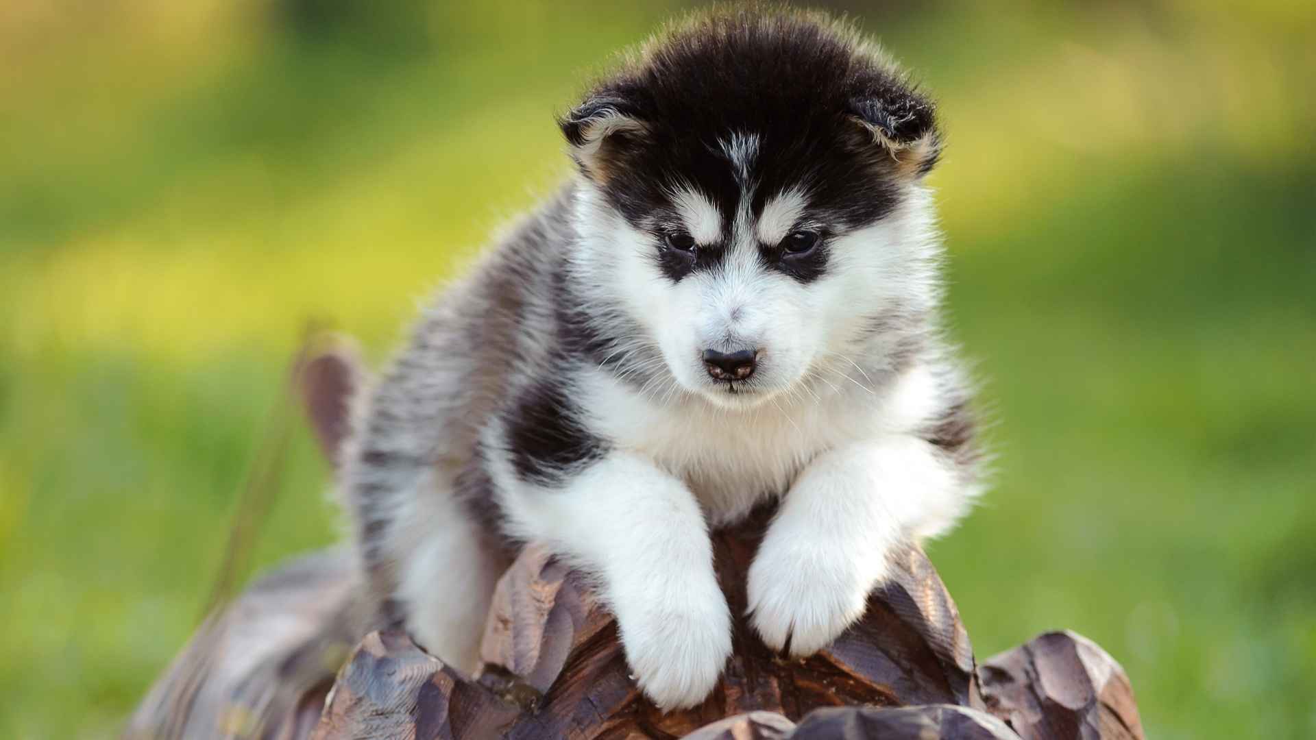 Top 7 Ancient Puppy Breeds with Timeless Heritage