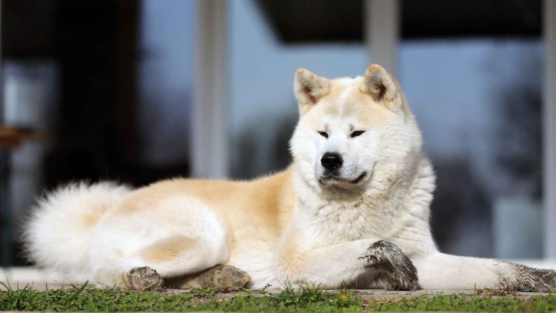 Top 7 Assertive Large Dog Breeds That Make Strong Companions
