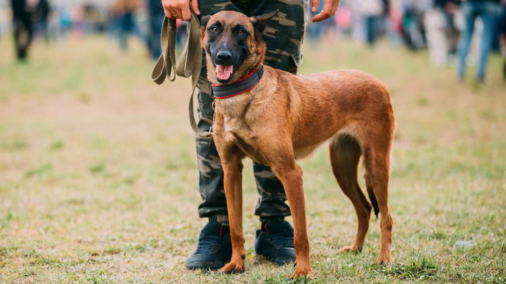 Top 7 Best Dog Breeds for Protection That Are Trainable, Loyal, and Watchful