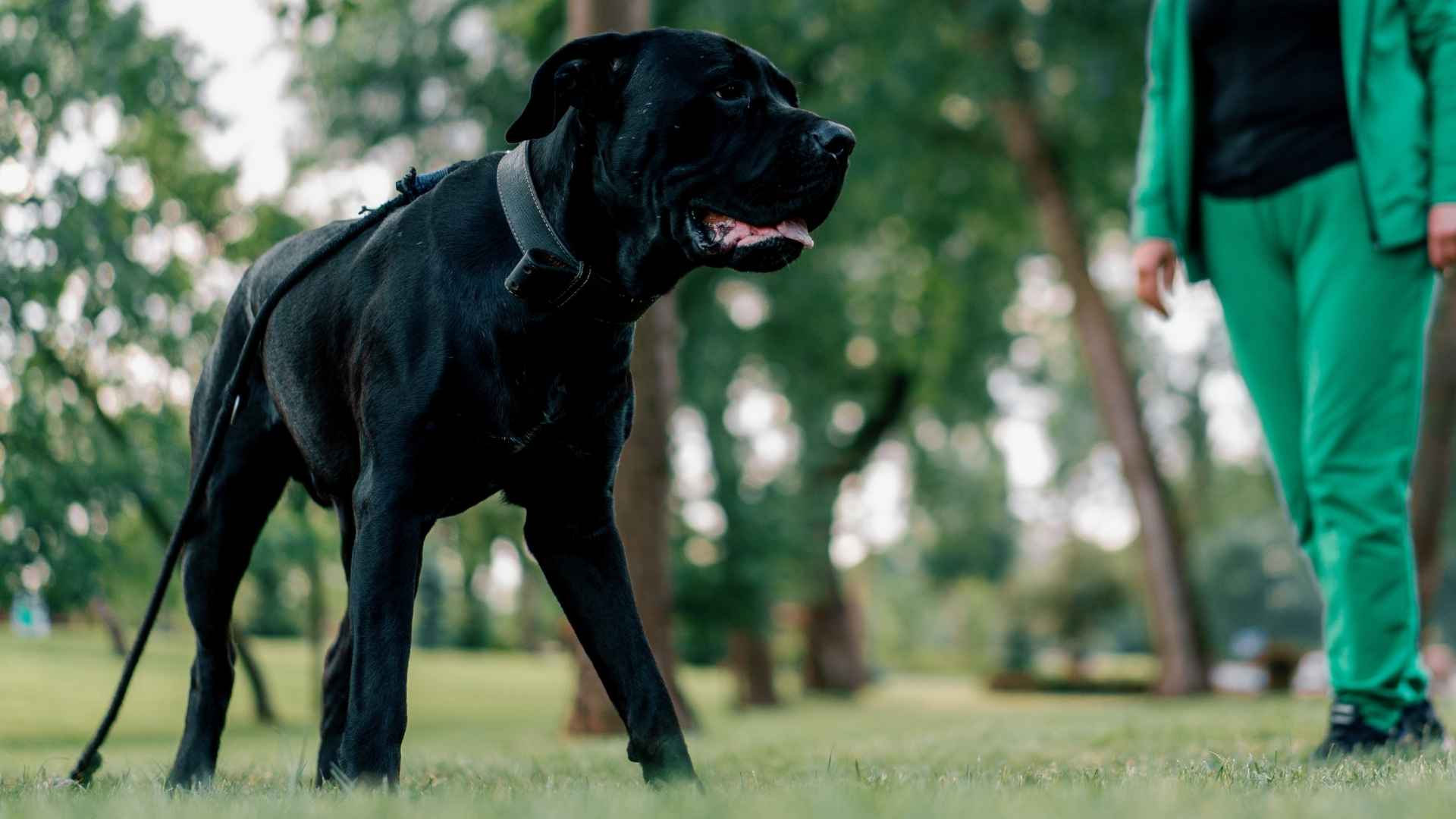 Top 7 Best Guard Dog Breeds for Protection and Loyalty