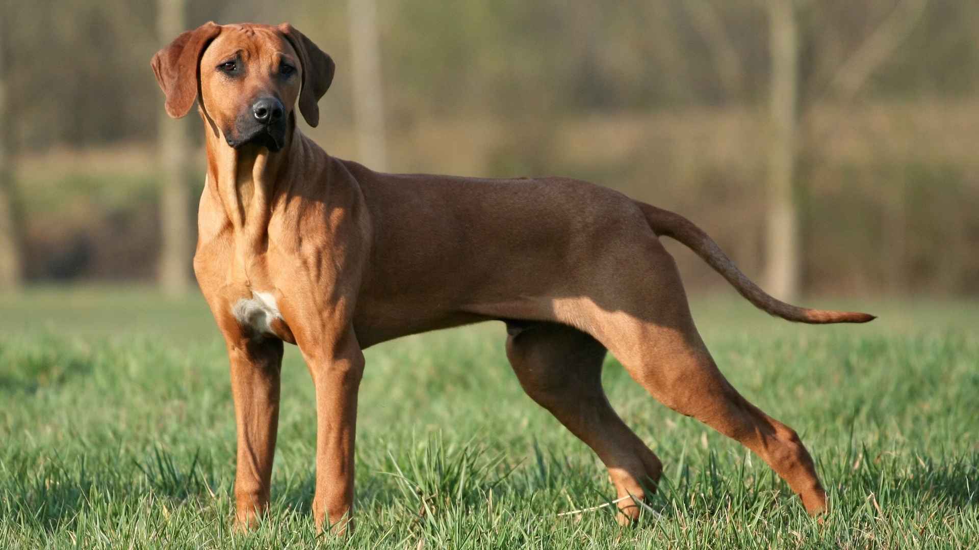 Top 7 Big Dog Breeds with Short Hair That Are Easy to Groom