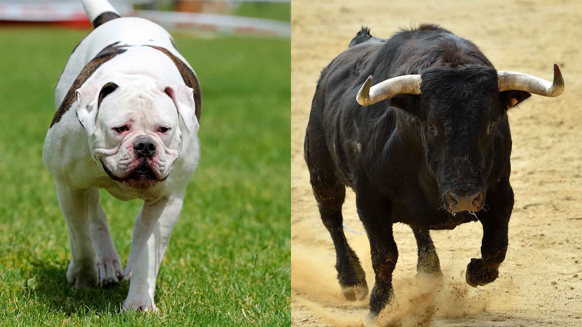 Top 7 Brave Dog Breeds that Can Defend Against a Bull