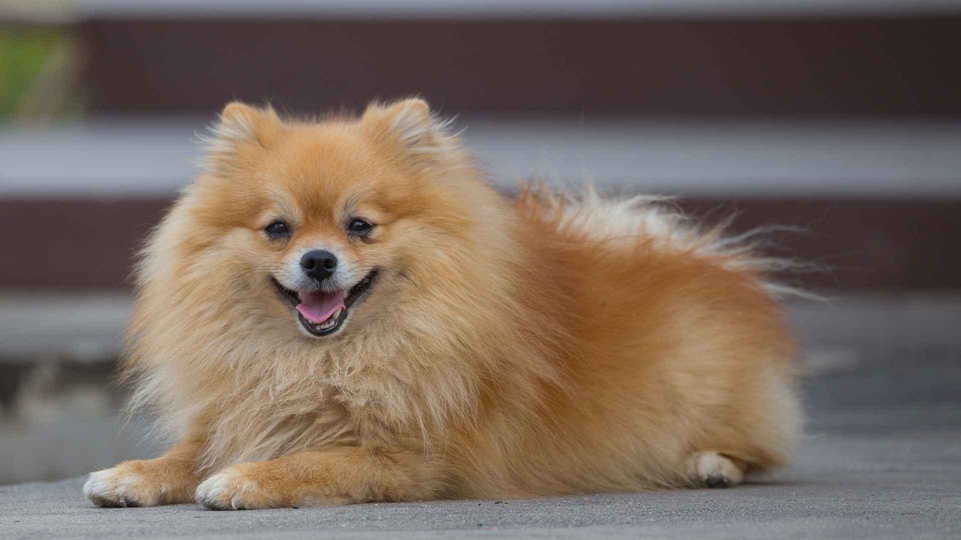 Top 7 Brown Small Dog Breeds — Small Size, Big Personality!