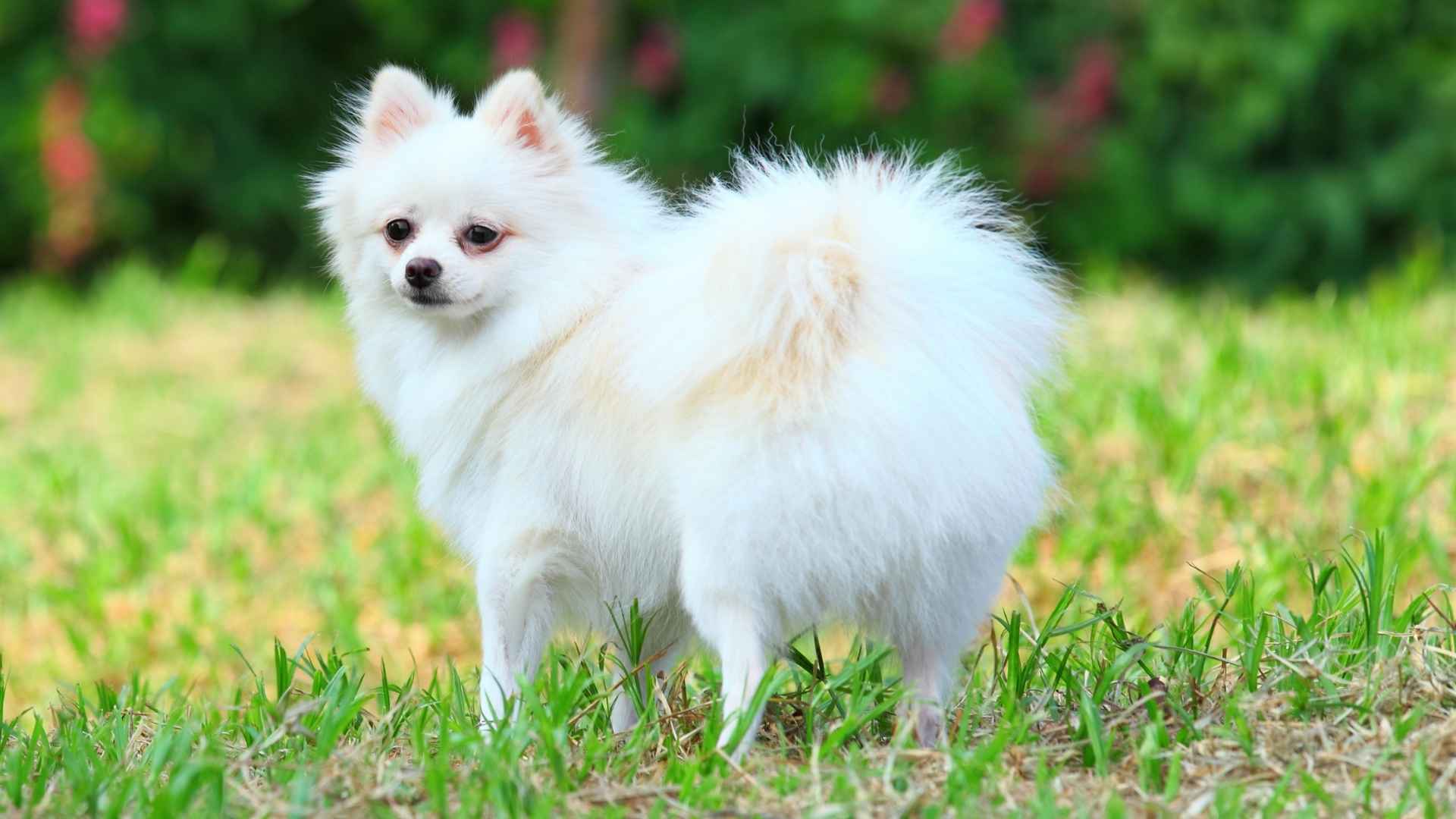 Top 7 Cute Fluffy Dog Breeds You’ll Want to Cuddle Today!