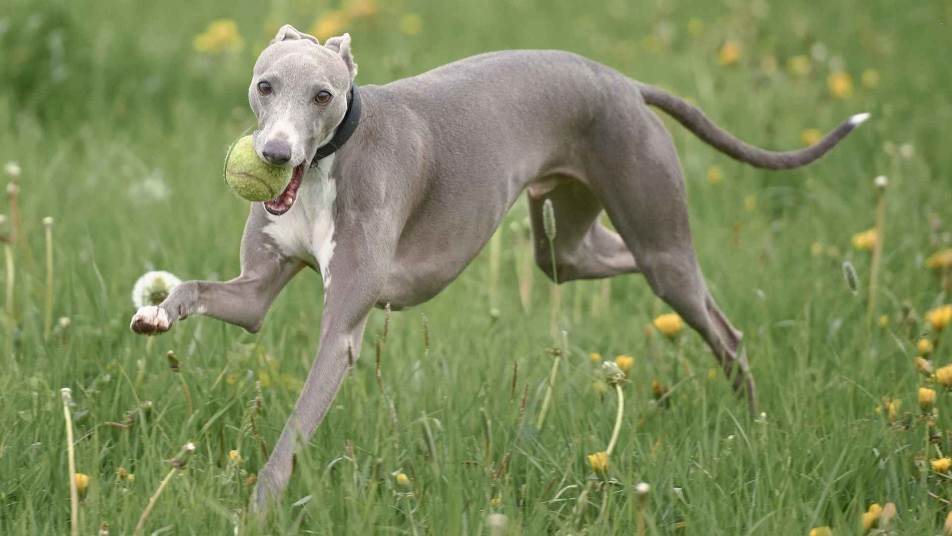 Top 7 Deep-Chested Dog Breeds: Built for Speed, Strength & Stamina