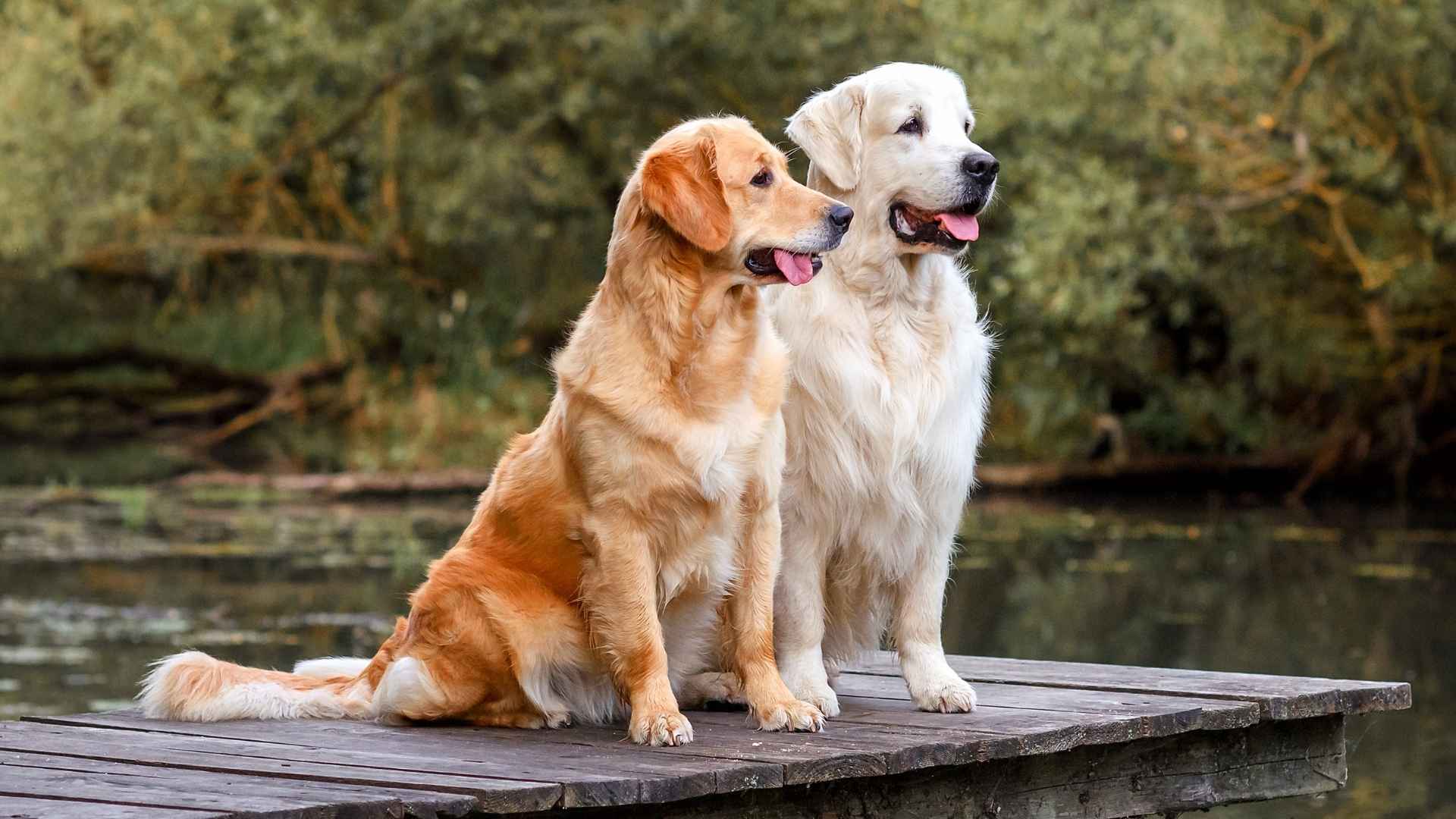 Top 7 Dog Breeds Good with Other Dogs