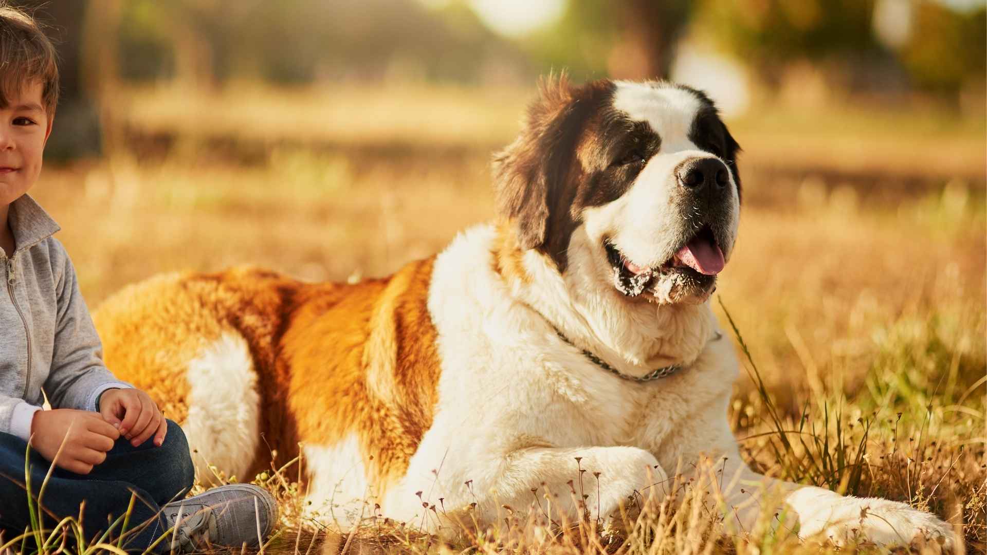 Top 7 Dog Breeds That Drool the Most: You Might Want a Towel For