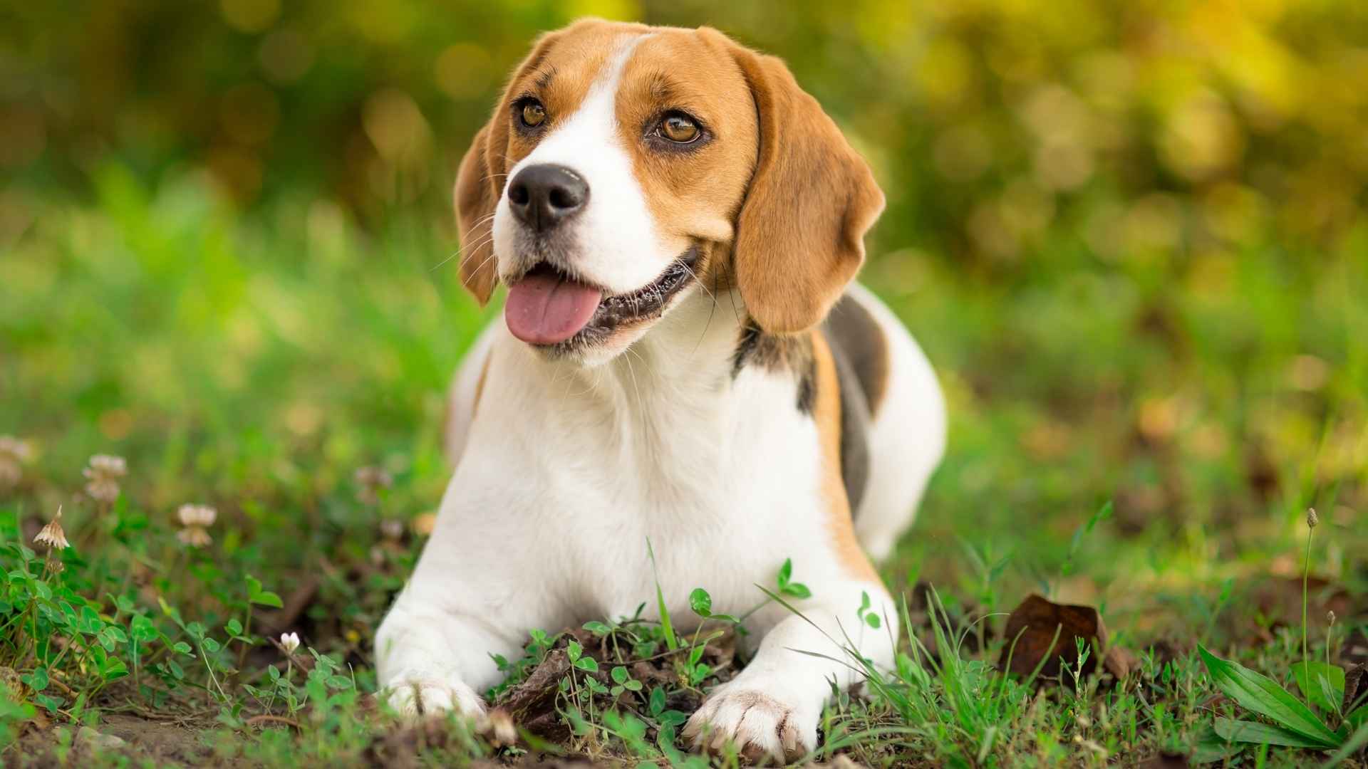 Top 7 Dog Breeds With Long Ears That Make Them Even More Lovable