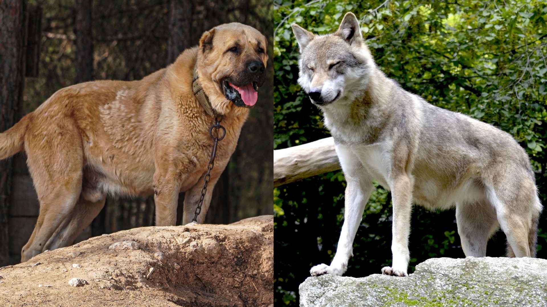 Top 7 Dog Breeds that Kill Wolves and Stand Their Ground Against Predators