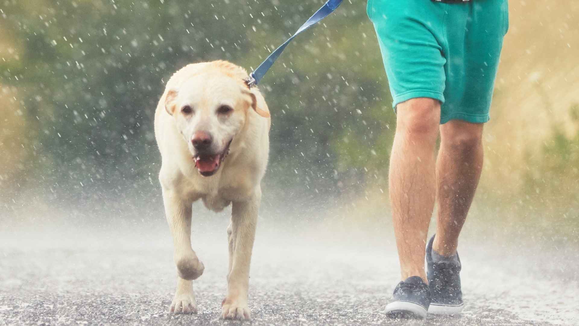 Top 7 Dog Breeds that Love the Rain and Outdoor Fun