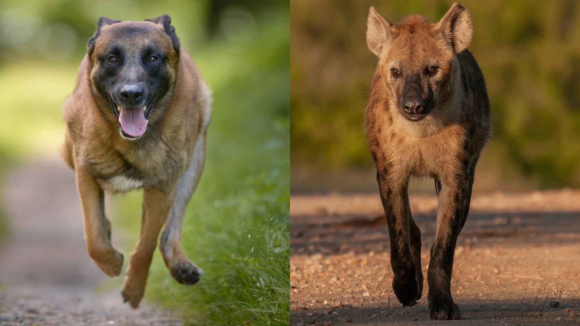 Top 7 Dog Breeds to Protect Against Hyenas: Guardians of the Wild