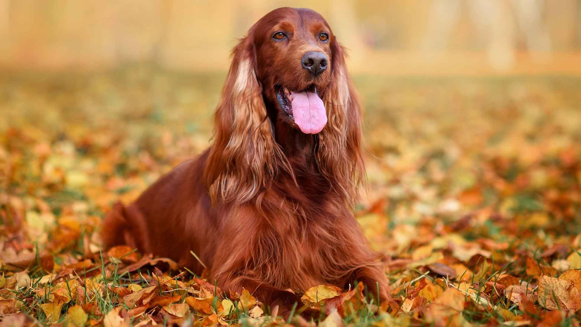 Top 7 Elegant Dog Breeds That Exude Class and Sophistication