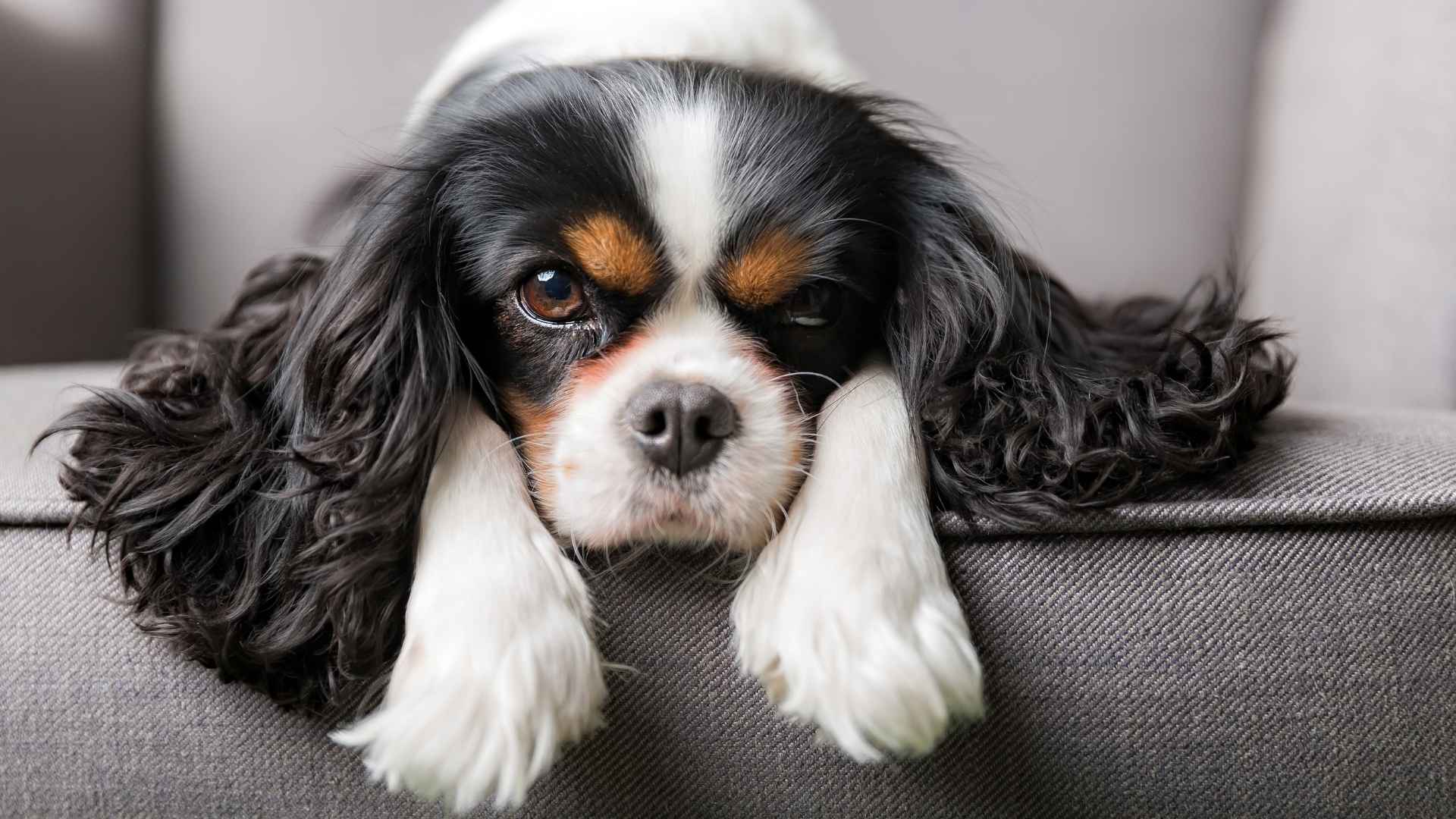 Top 7 Emotional Apartment Dog Breeds That Offer Support & Comfort