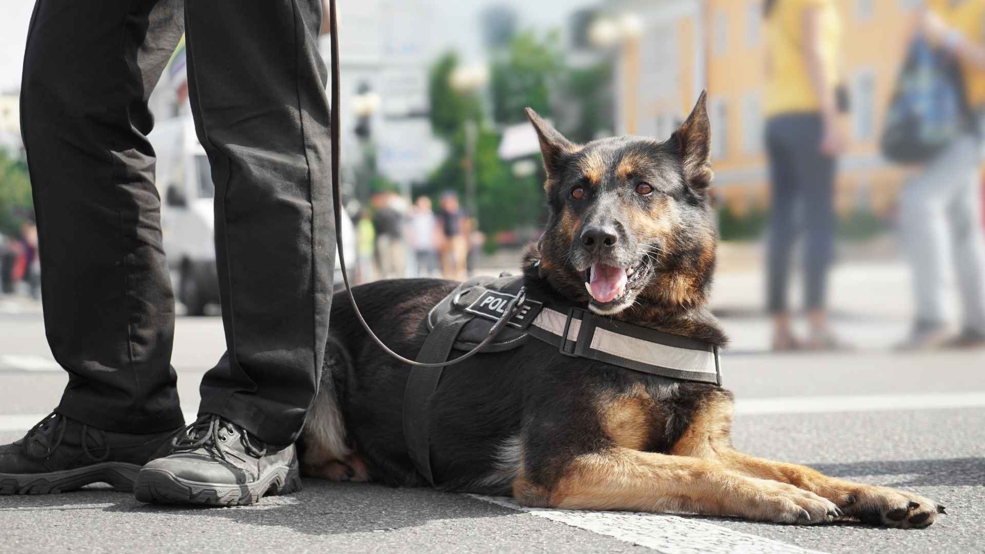 Top 7 Exceptional Rescue Dog Breeds That Are Easy to Love
