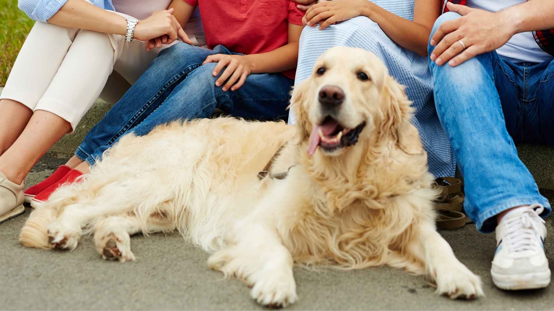 Top 7 Family-Friendly Guard Dog Breeds Protective Yet Gentle