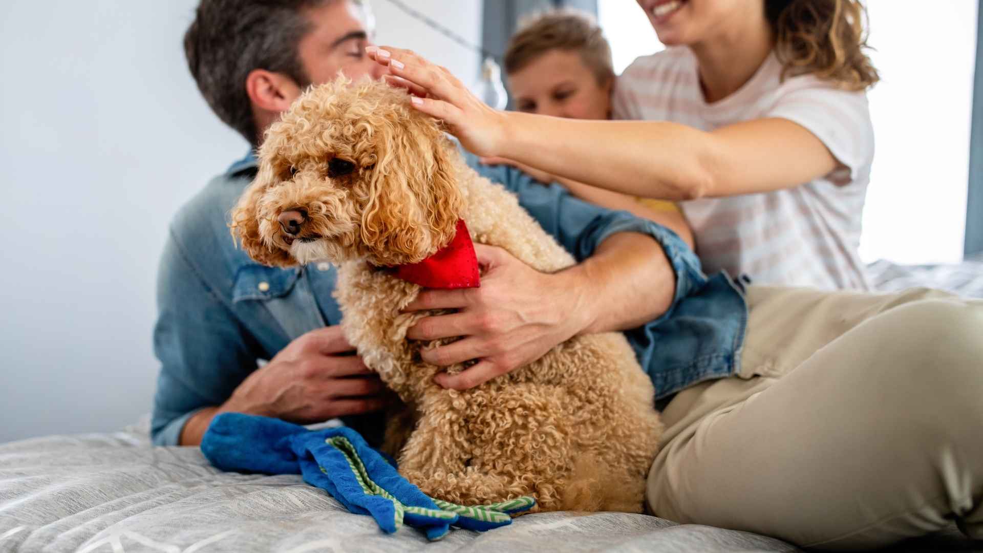 Top 7 Family Therapy Dog Breeds for Stress Relief at Home