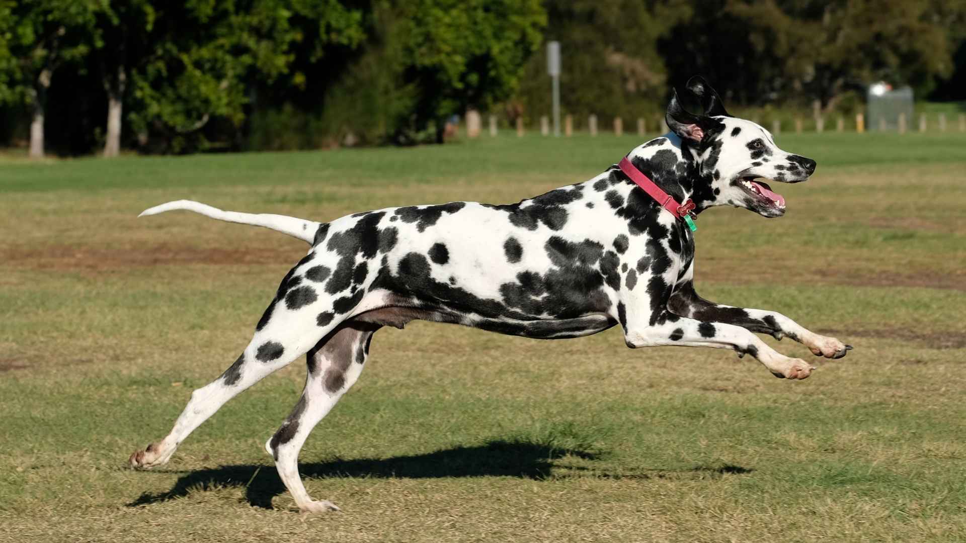 Top 7 Fastest Dog Breeds That Will Leave You in the Dust