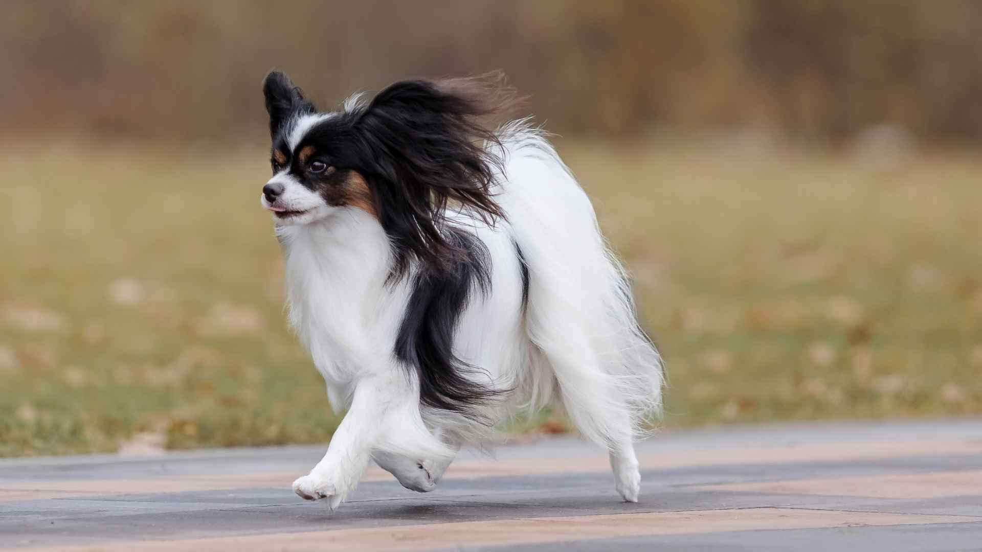 Top 7 Fastest Small Dog Breeds That Will Outrun Your Expectations