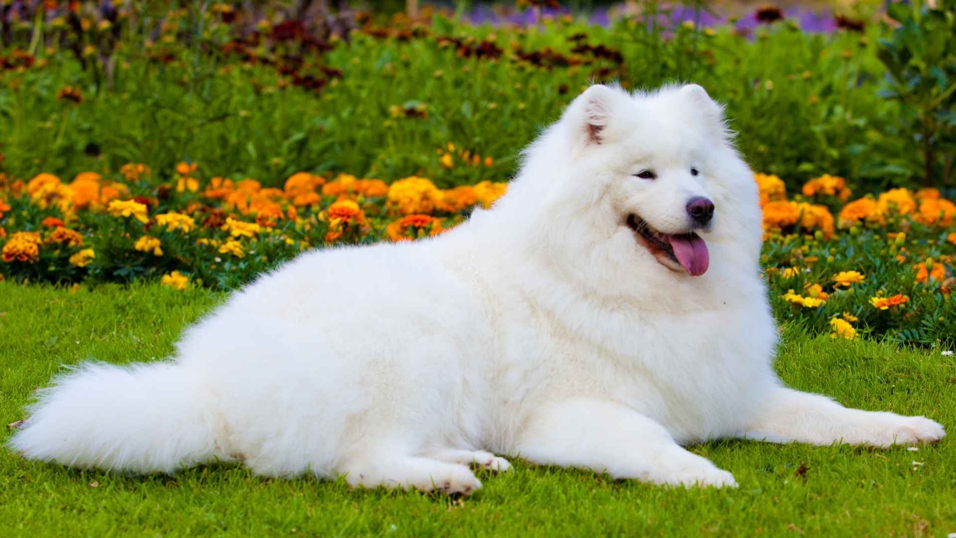 Top 7 Fluffy Dog Breeds with a Long Lifespan You Can Count On