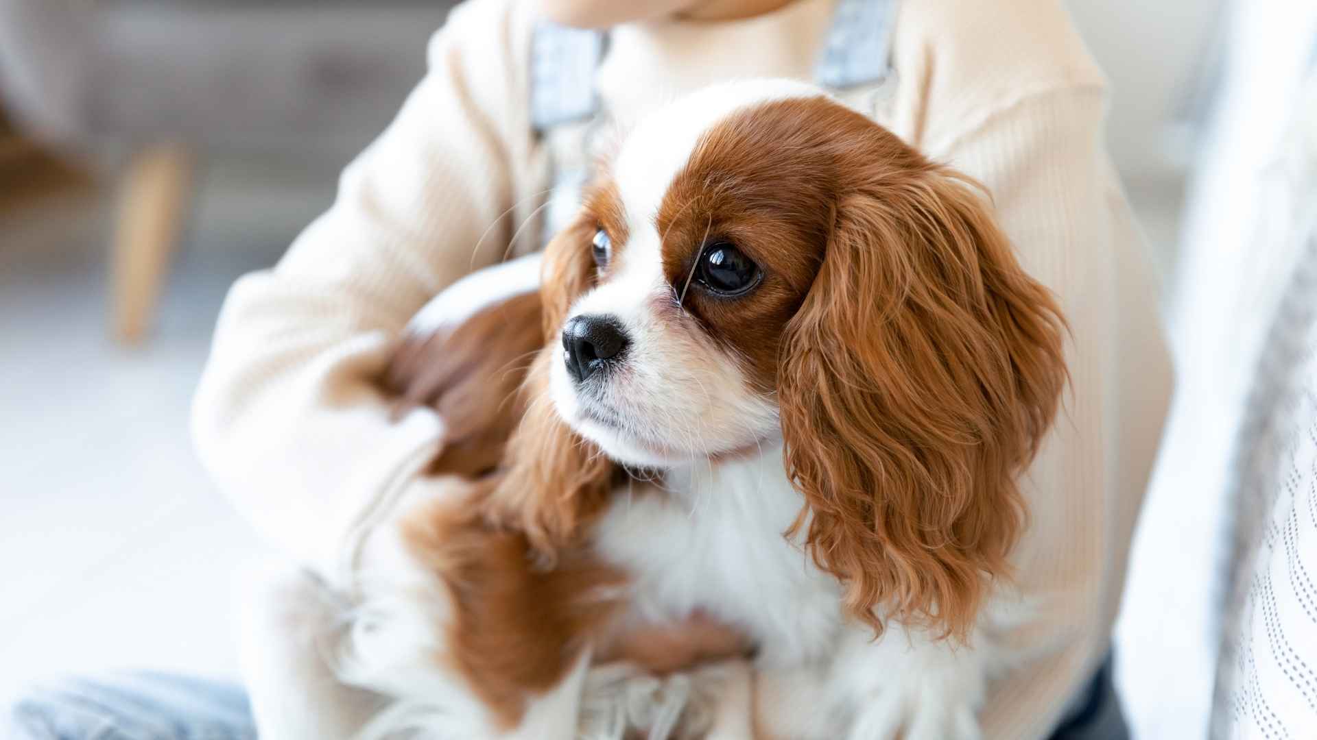 Top 7 Gentle Emotional Support Dog Breeds That Will Melt Your Stress Away