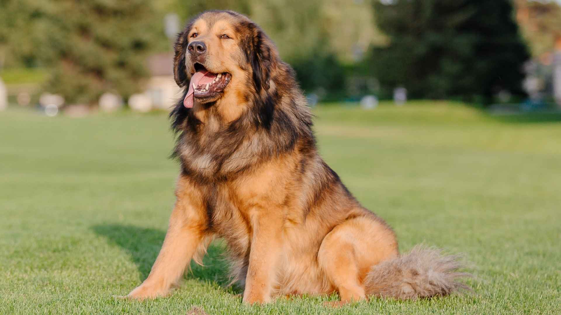 Top 7 Giant Dog Breeds for Spacious Yards and Big Spaces